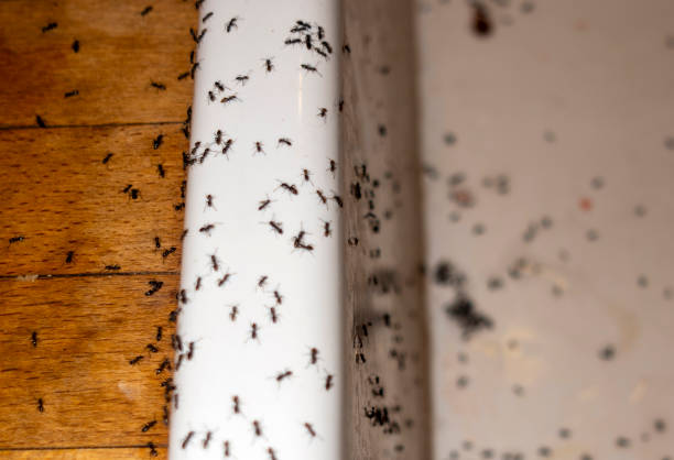 Best Best Pest Control Companies  in Stock Island, FL