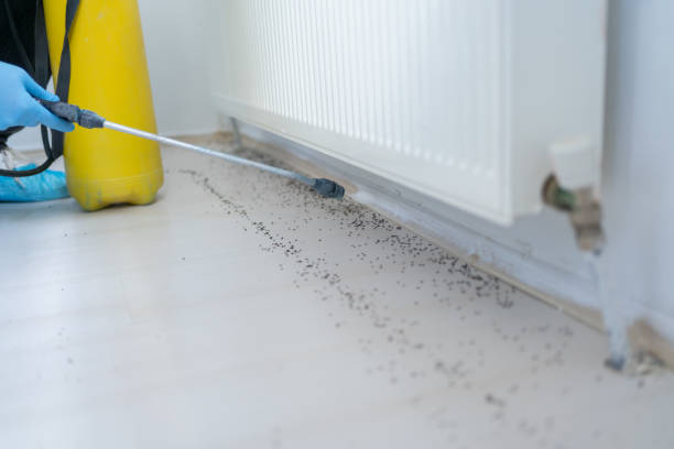 Wasp Removal Services in Stock Island, FL