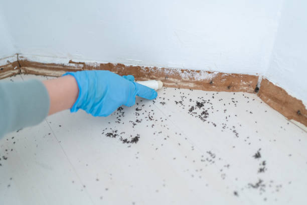 Best Pest Prevention Services  in Stock Island, FL